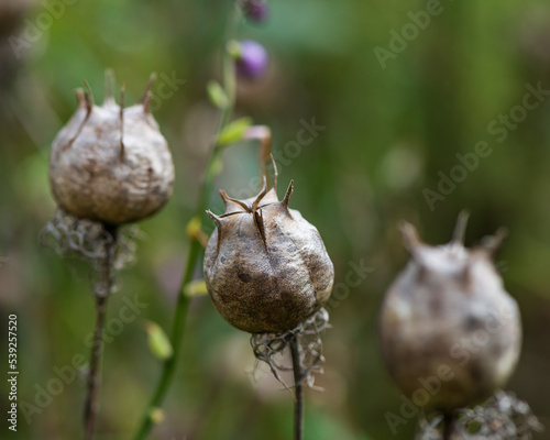 Valokuva Dry heads with black cumin seeds, close-up.