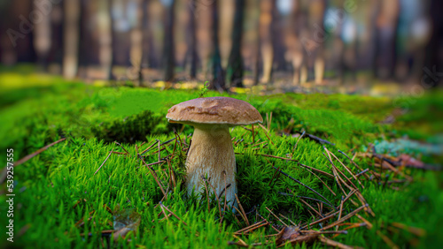 White Mushroom in Green Moss, in the Morning in a Pine Forest. Web Banner.