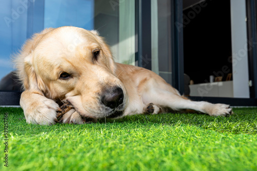 Fototapeta Naklejka Na Ścianę i Meble -  A young male golden retriever is eating a bone outside in front of a patio window on artificial grass.