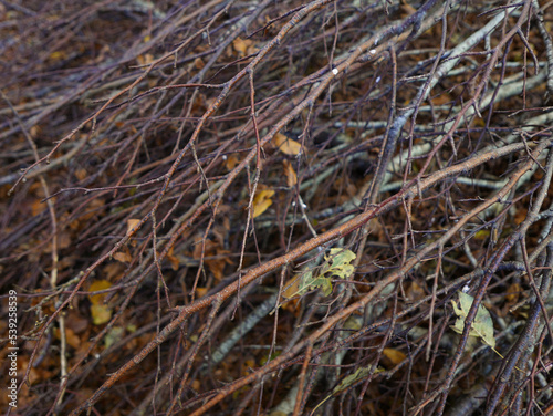 vista ravvicinata di fascio di rami secchi in autunno nel bosco