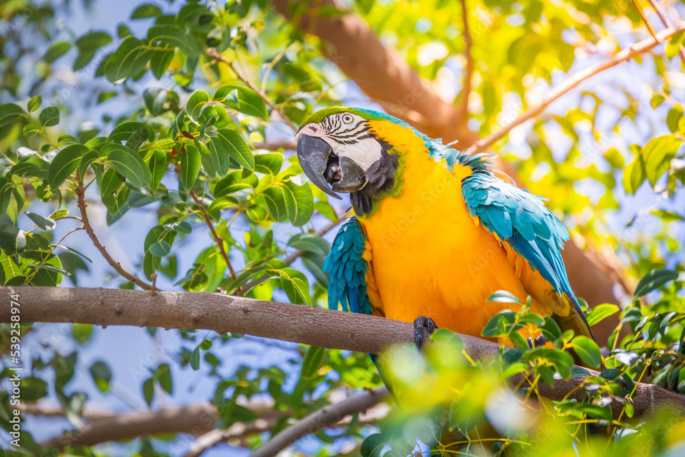 Blue and yellow macaw tropical bird, brazilian rainforest, Pantanal, Brazil