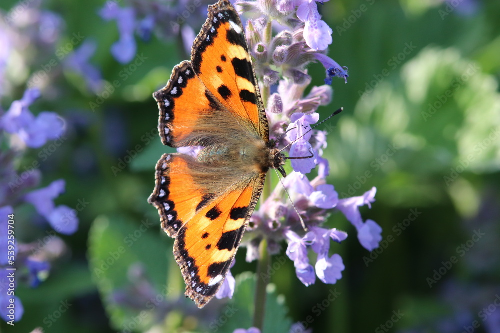 Fototapeta premium Butterfly on a blossom into green