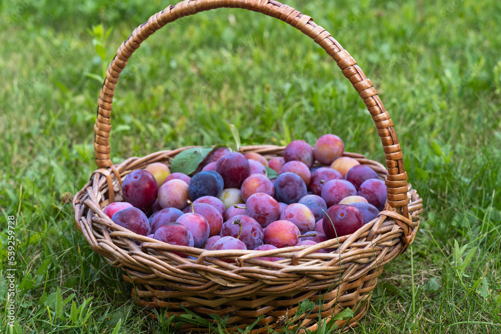 Harvest in a basket, fresh plums in the summer garden, in countryside. Harvest in a basket, fresh plums in the summer garden, in countryside.