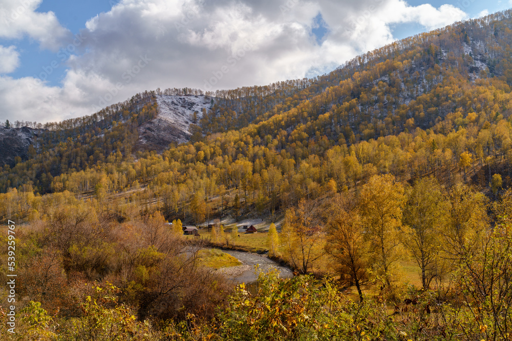 Golden Autumn in Siberia, forest and North Chui Ridge in Altai Republic, Russia.