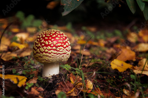 Autumn Mushroom photo