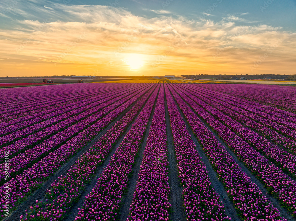 Sunset over flower fields (tulips) in The Netherlands.