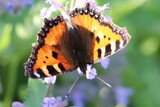 Butterfly in the green garden