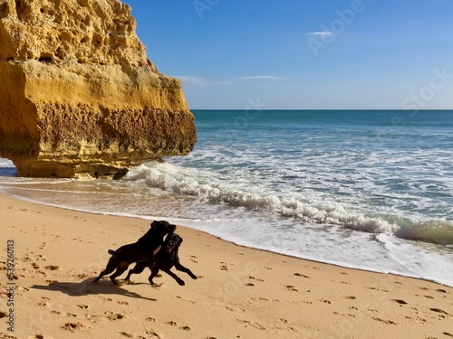 Hunde am Strand in Portugal, Algarve