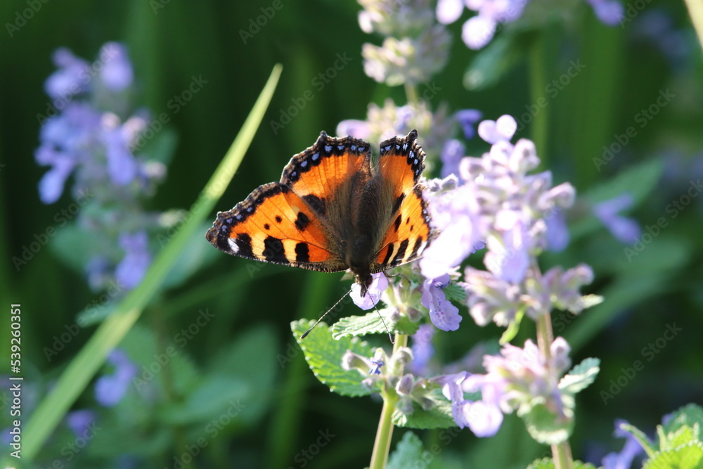 Obraz premium Butterfly on a blossom into green