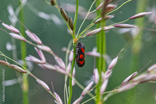 Bug on a edge of grass © Thomas