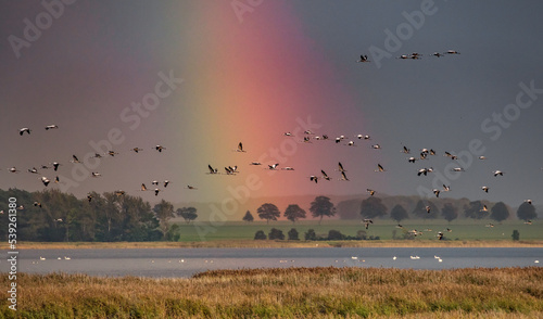 kraniche im regenbogen