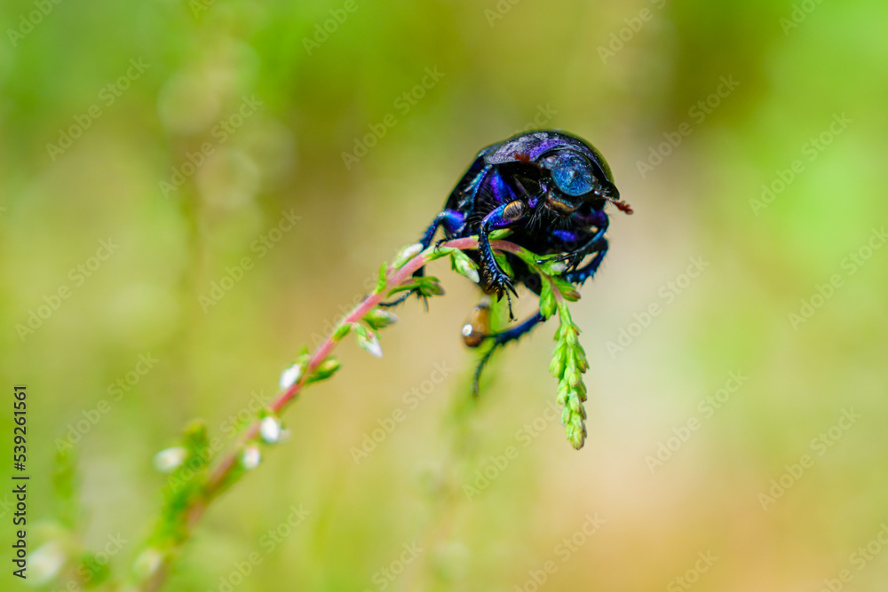 Dor beetle, dung beetle, Anoplotrupes stercorosus, crawled on a blade of grass, selective focus