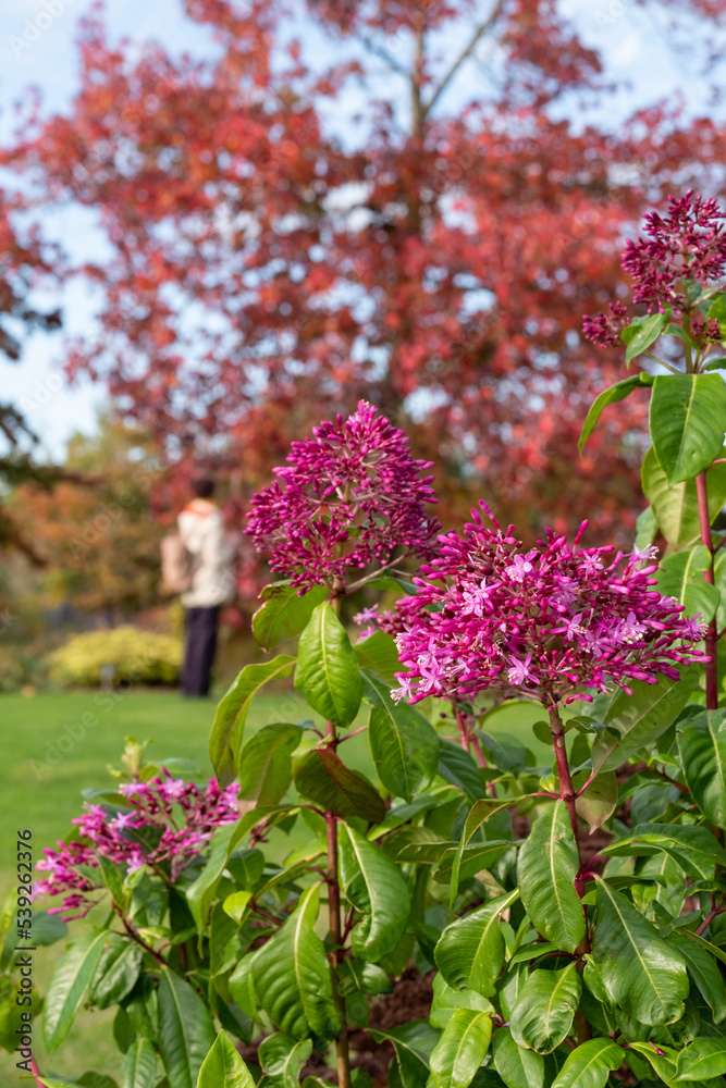 Obraz premium Layers of deep autumn colours and textures iat RHS Hyde Hall garden near Chelmsford, Essex, UK.