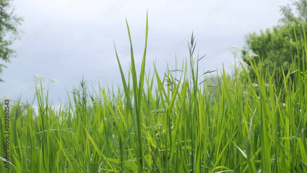 Green fresh grass against a cloudy sky, close up. Summer nature background Green fresh grass against a cloudy sky, close up. Summer nature background
