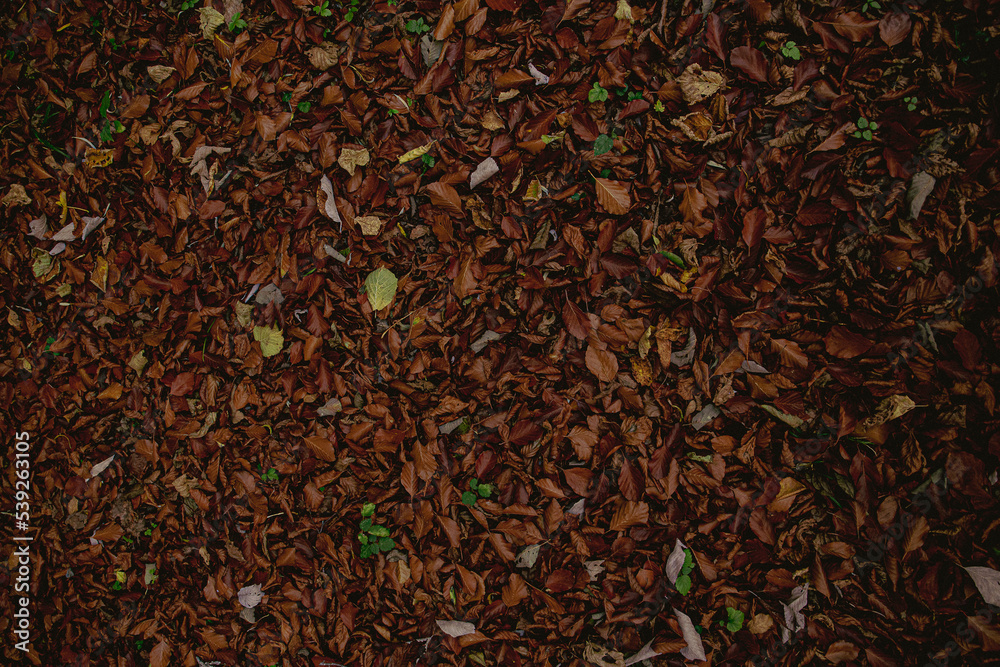 Autumn leaves