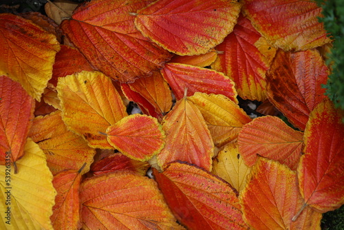 Zaubernuss Blätter / Laub - Hamamelis im Herbst