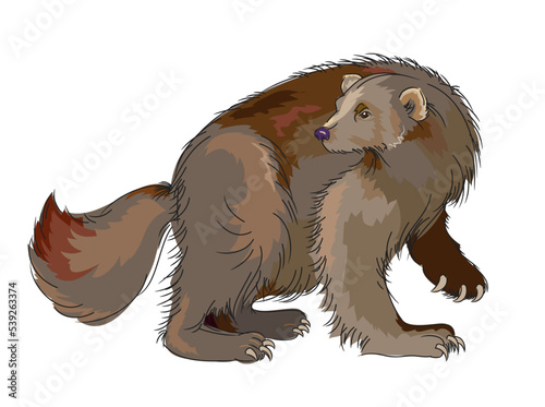 Illustration of wolverine. Mammal of the weasel family. Wildlife animals. Isolated drawing on white background. Print for fabric, fashion, decoration, embroidery, wallpaper. Flat cartoon vector.