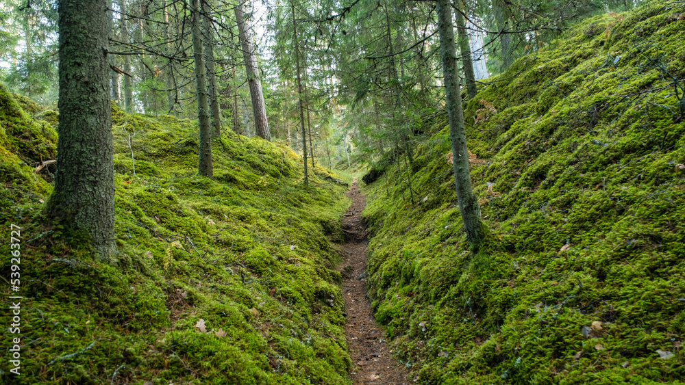 Tourist trail in the beautiful forests of Latvia. A path between two mossy hills. Tourist trail in the beautiful forests of Latvia. A path between two mossy hills.