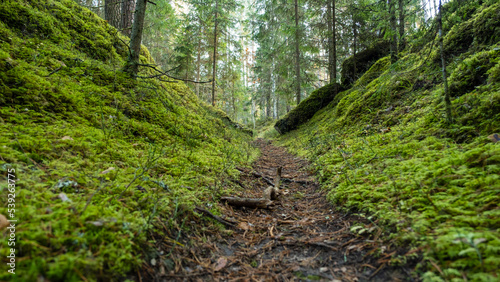 Tourist trail in the beautiful forests of Latvia. A path between two mossy hills.