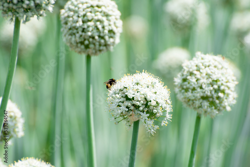 Blossom of onion on the garden, eco food,vegetable. Growing vegetables photo