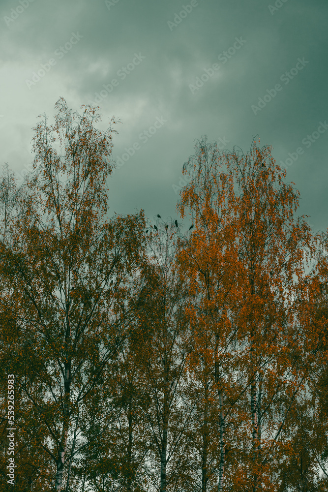 crows among autumn birches at dusk crows among autumn birches at dusk