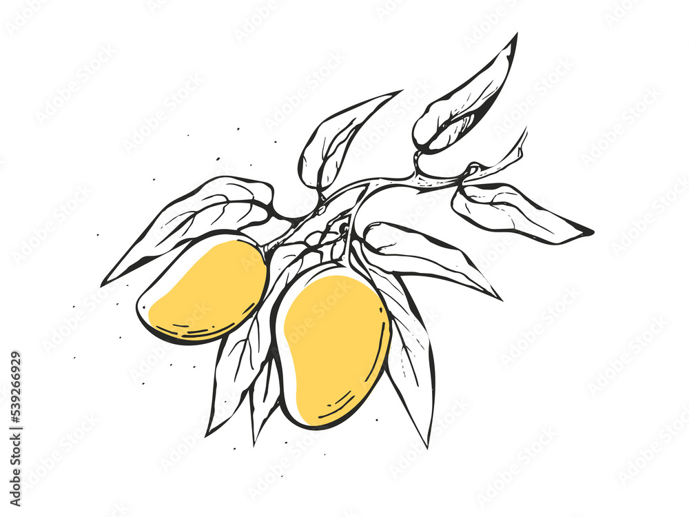 Mango fruit hand drawing vector illustration in sketch art. Stock