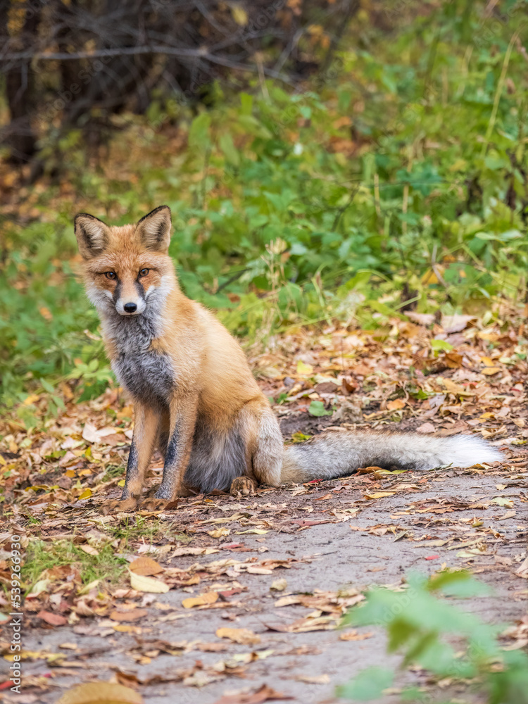 Close up of a red fox Vulpes vulpes, sitting on a path in the forest.