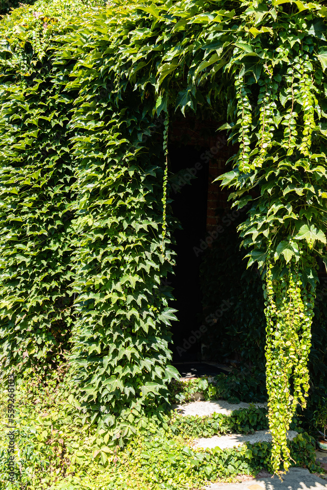 Fototapeta premium Leaves of Parthenocissus quinquefolia (creeping Virginia, Victoria creeper, five-leaf ivy). Hanging branches of grapes along walls. Texture of leaves for design and decoration of country houses.