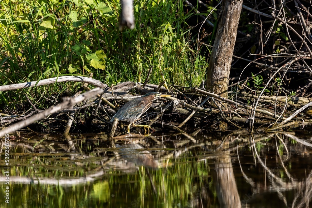 Obraz premium The young Green heron (Butorides virescens) on the hunt