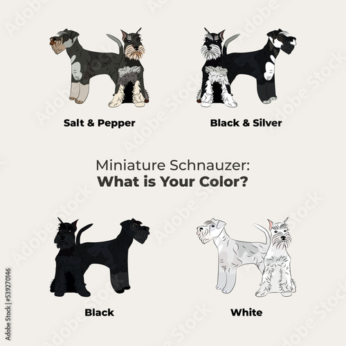Miniature Schnauzer drawing. Cute dog characters in various poses, designs for prints adorable and cute cartoon vector sets, in different poses. All popular colors. Dog collection, black and white.