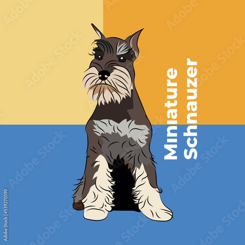 Greeting card with a sitting staying mini breed dog. Colorful dog art. The postcard is for dog lovers. Pet character postcard art. Funny dog mascot, and a detailed Miniature Schnauzer illustration.