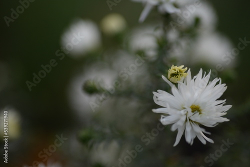 white fluffy daisies, chrysanthemum flowers on a green background Beautiful pink chrysanthemums close-up in aster Astra tall perennial, new english (morozko, morozets) texture gradient purple flower 