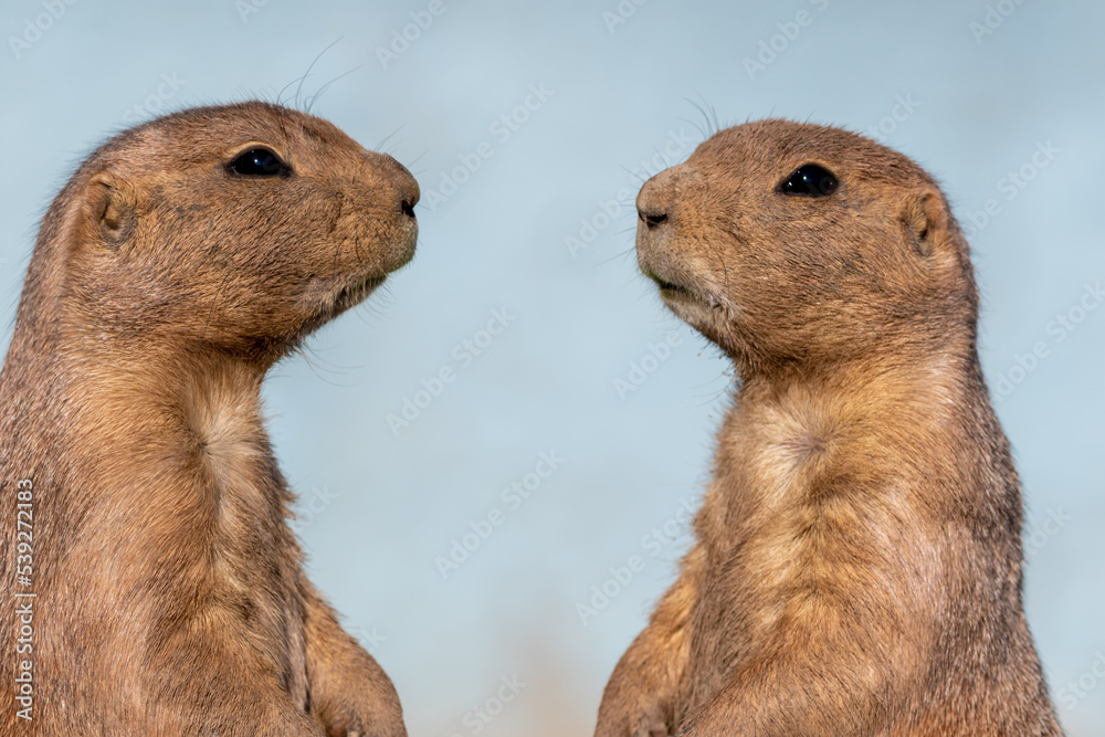 Prairie Dog, Cynomys, closeup standing against soft blue background Prairie Dog, Cynomys, closeup standing against soft blue background