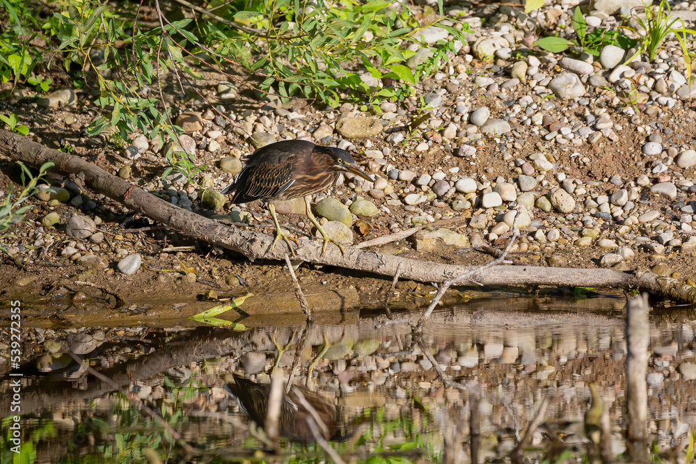 The green heron (Butorides virescens) is small heron of north america The green heron (Butorides virescens) is small heron of north america