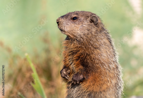 Groundhog, marmota monax, closeup standing with soft green background copy space