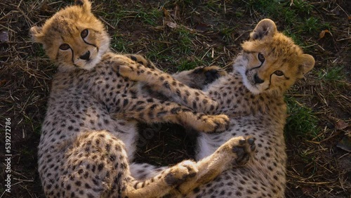 Close up shot of a cheetah babies playing around on a sunny day photo