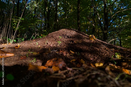 anthill in the green forest