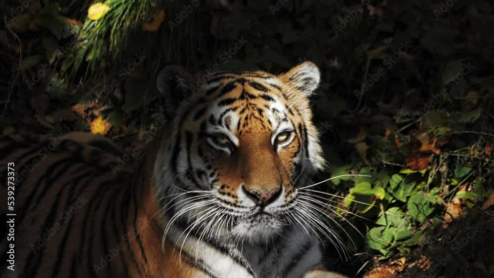 SLOW MOTION The Amur tiger lies staring piercingly somewhere in the forest SLOW MOTION The Amur tiger lies staring piercingly somewhere in the forest