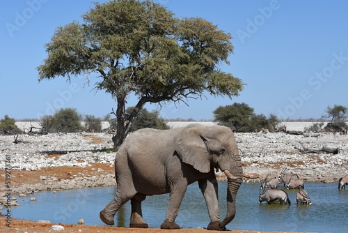Afrikanischer Elefant am Wasserloch Okaukuejo im Etoscha Nationalpark in Namibia. 