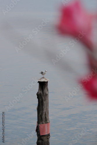 seagull on a pier © Dsire