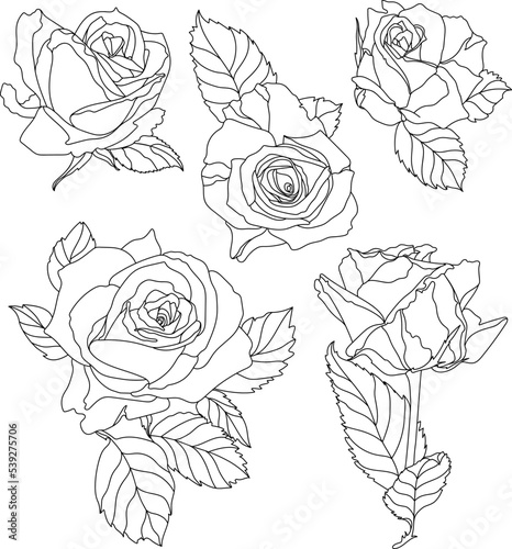 Rose flowers graphic illustration set