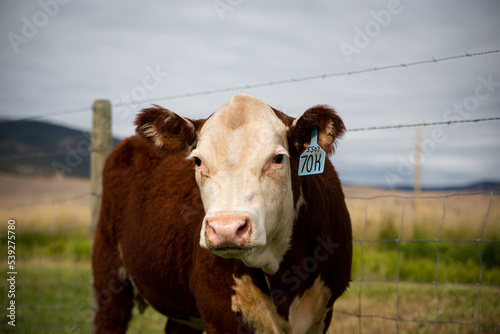 Hereford cattle © McKayla