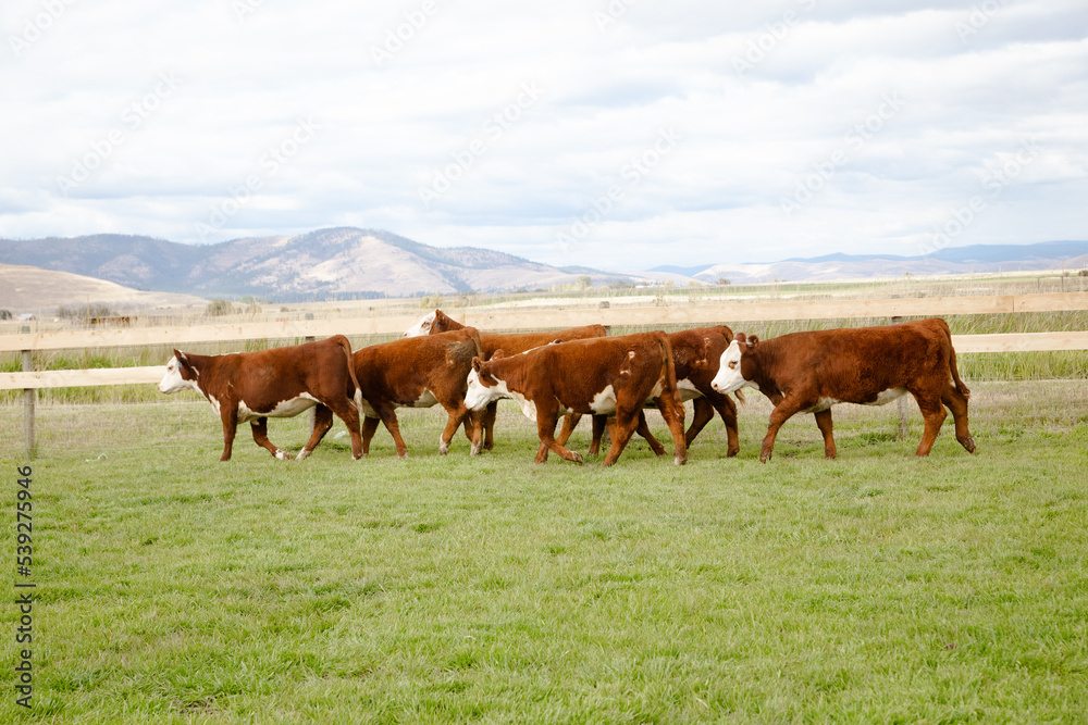 cattle Hereford and black Angus