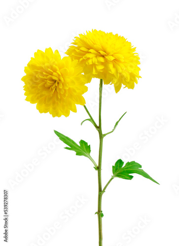Yellow  chrysanthemum flowers isolated on white. Selective focus
