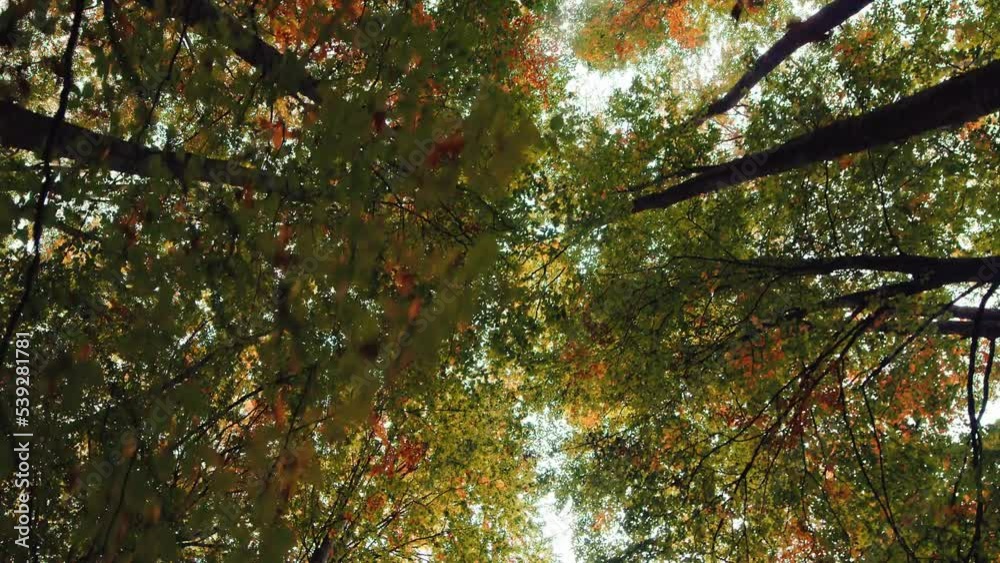 Treetops with autumn colored leaves. Bottom View Treetops with autumn colored leaves. Bottom View