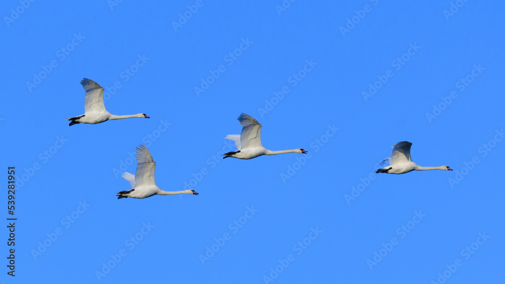 Wild swans in flight against the sky
