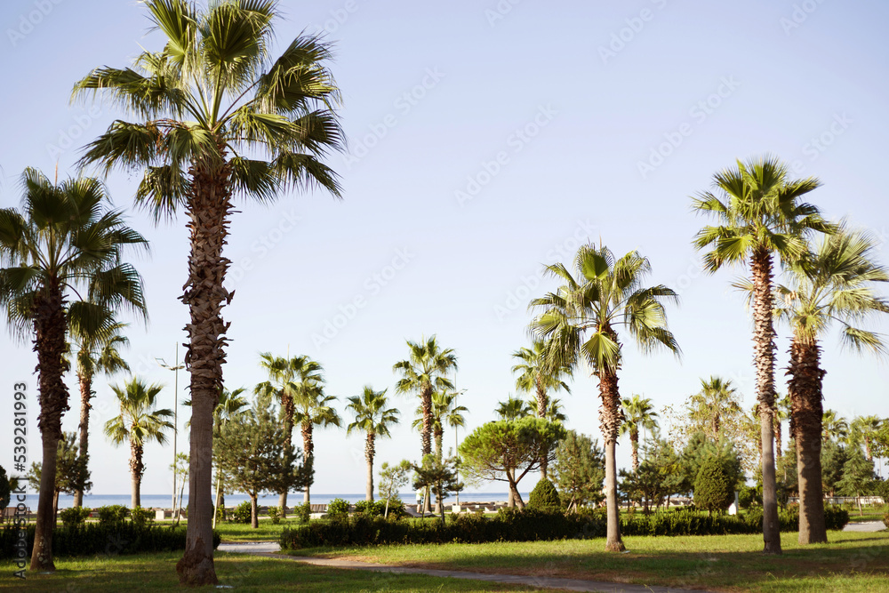 Walking alley, embankment along the sea with rows of palm trees on a sunny day