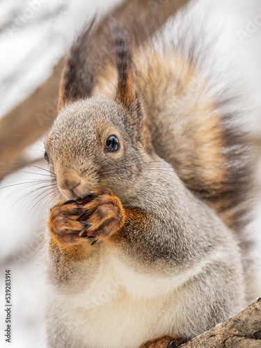 Fototapeta Naklejka Na Ścianę i Meble -  The squirrel with nut sits on tree in the winter or late autumn