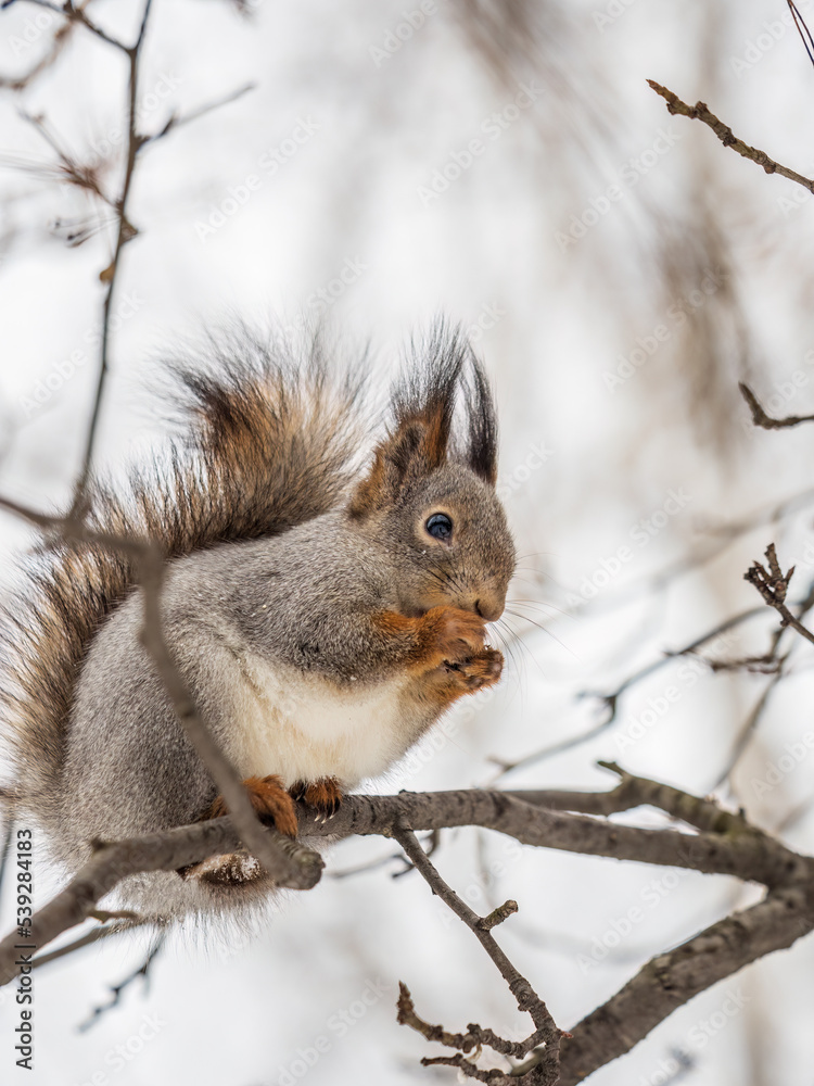 The squirrel with nut sits on tree in the winter or late autumn The squirrel with nut sits on tree in the winter or late autumn