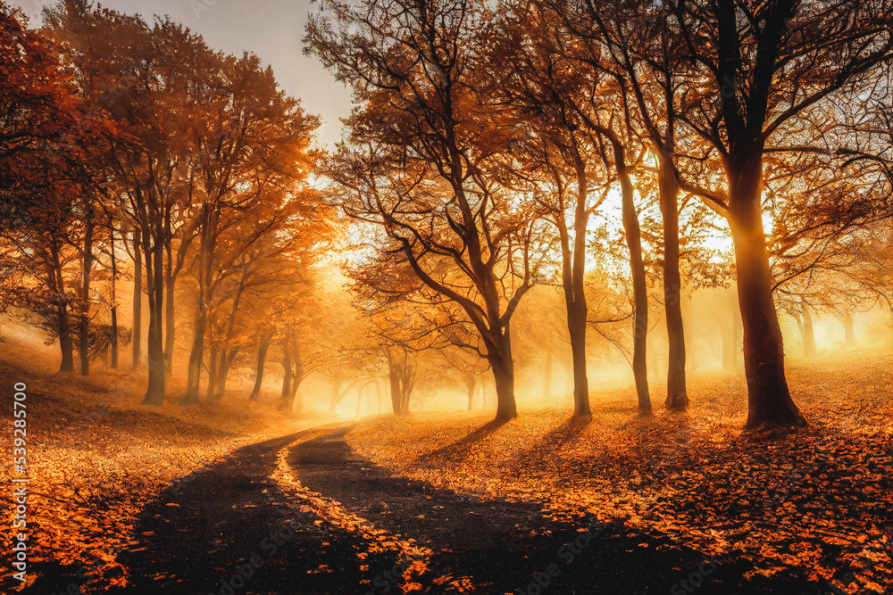 Autumn forest with gold and yellow sunshine atmosphere